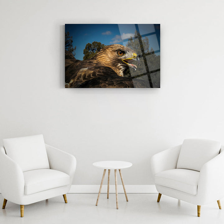 Gökyüzündeki Şahin Cam Tablo